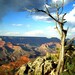 Lone Tree, Grand Canyon