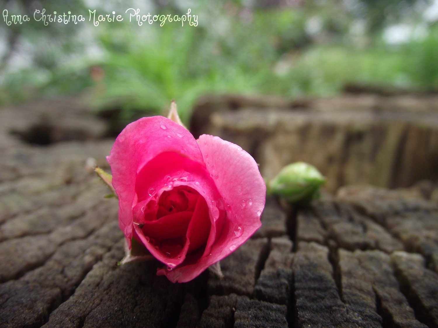 Pink Rosebud Photography Print