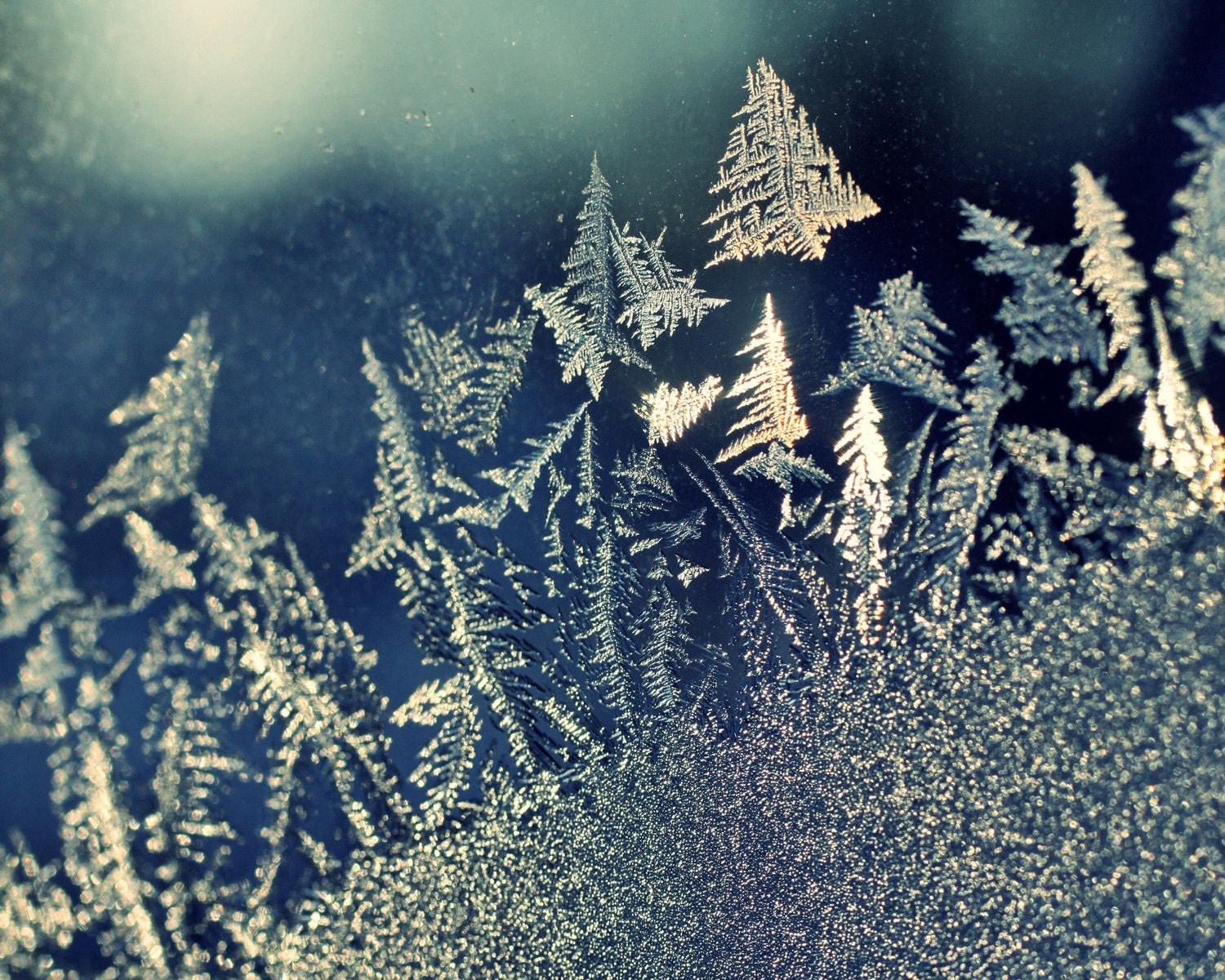 frosty trees - ski22