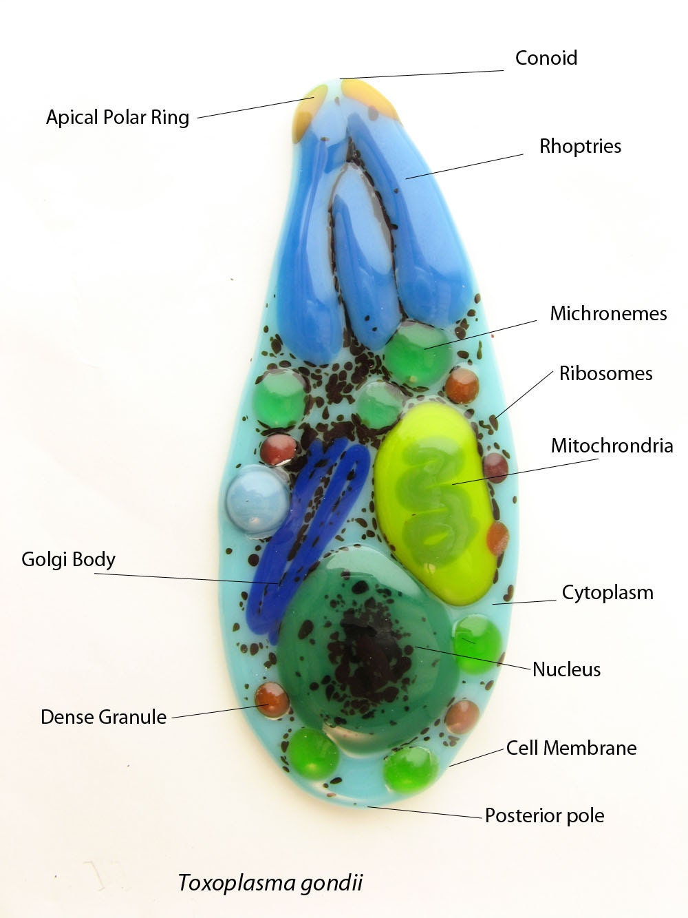 Pick a Microbe: Made to Order Fused Glass Magnet or Brooch