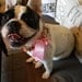 Pooch Brooch