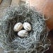Romantic French Inspired Shabby Chic Handmade Bird Nest with Vanilla Ivory Script Eggs Wedding Decor by AMarigoldLife