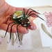 Handmade Green and Black Phantom Spider Painted