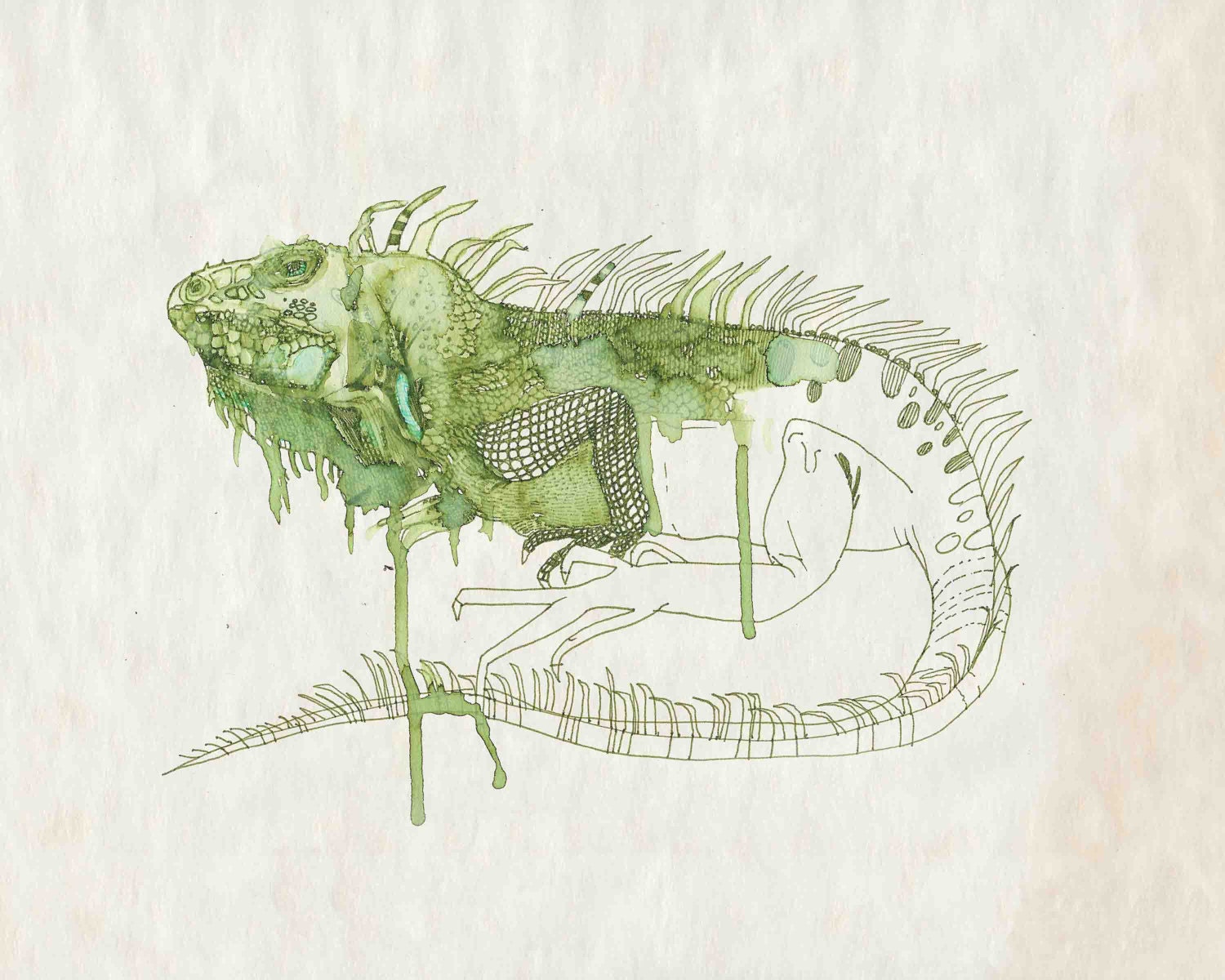 Modern Iguana Art 8"x10" Print