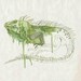Modern Iguana Art 8"x10" Print