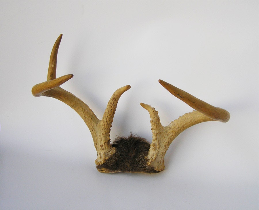 Deer Antler Coat Rack Display by icondesign on Etsy