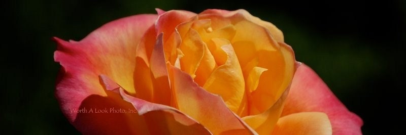Love Is. .. Double Delight Rose Photo Bookmark with Your Personalization