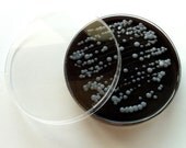 Soap - Campylobacter in a Petri Dish (Pearberry)