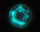 Soap - Glowing Legionella Bacteria in a Petri Dish (Pearberry, Aqua Glow)