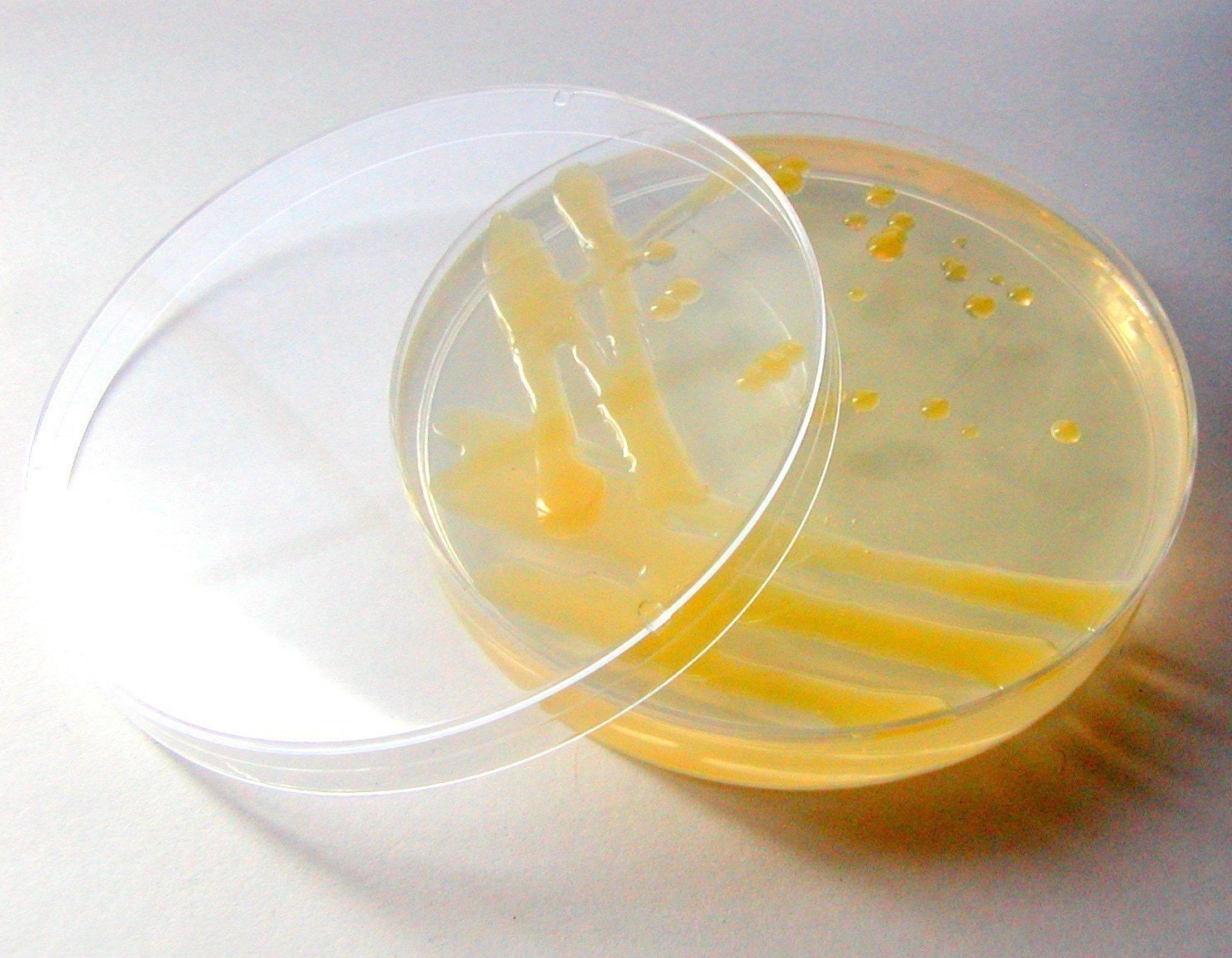 Soap - Yellow S. aureus in a Petri Dish (Apple)