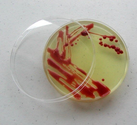 Items similar to Soap Red Salmonella in a Petri Dish (Apple) on Etsy