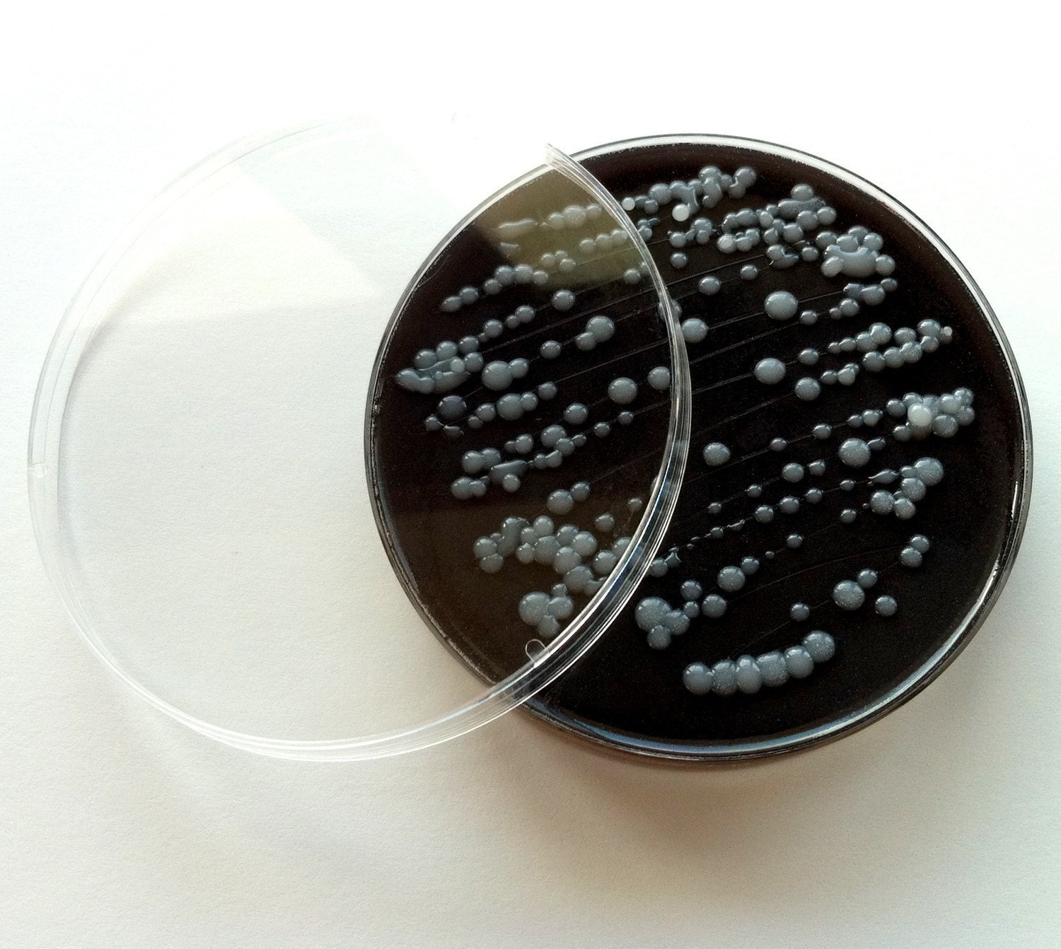 Soap - Campylobacter in a Petri Dish (Pearberry)