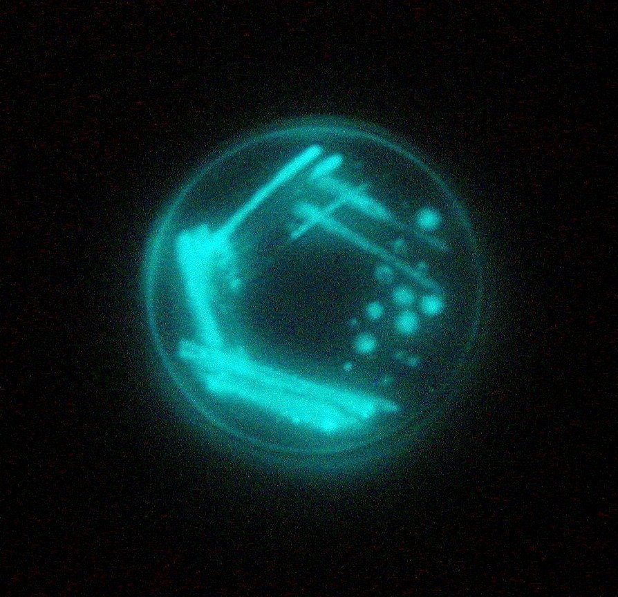Soap - Glowing Legionella Bacteria in a Petri Dish (Pearberry, Aqua Glow)