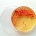 Soap - Red Escherichia coli in a Petri Dish - Natural Honey Scent