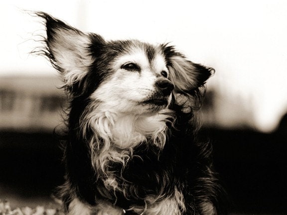 Papillon in the Breeze - 8 x 10 Print