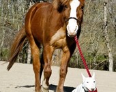 Dog and Horse - 8 x 10 Print