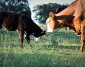 Cow Kiss - 8 x 10 Print