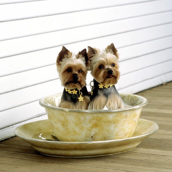 Tea for Two - 8 x 8 Print