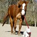 Dog and Horse - 8 x 10 Print