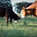 Cow Kiss - 8 x 10 Print