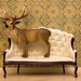 deer print, woodland decor, deer art, antlers - Barely Domestic 8 x 10
