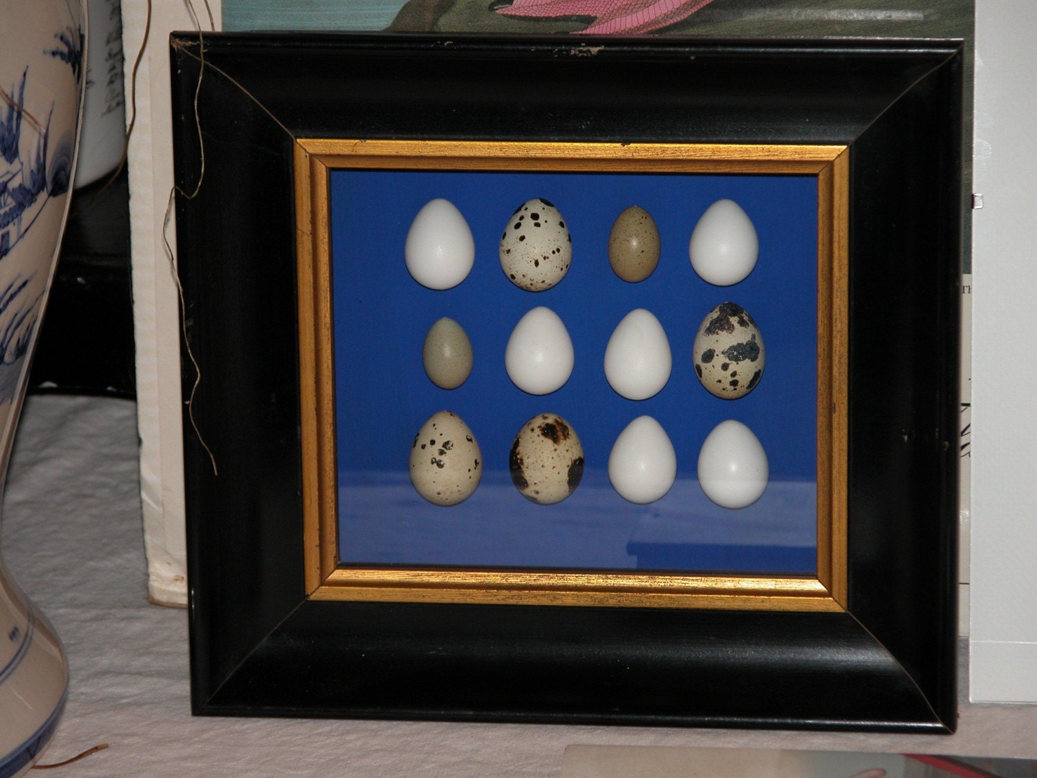 Quail Egg Shadow Box
