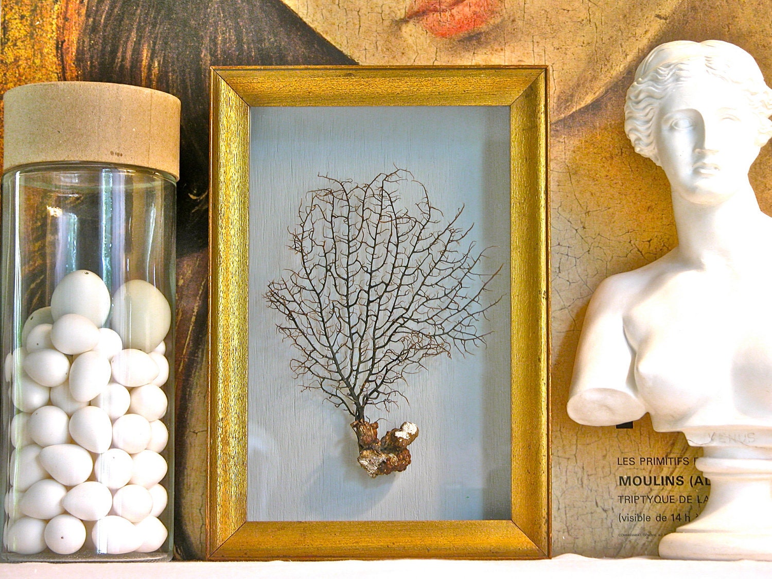Sea Fan Shadow Box
