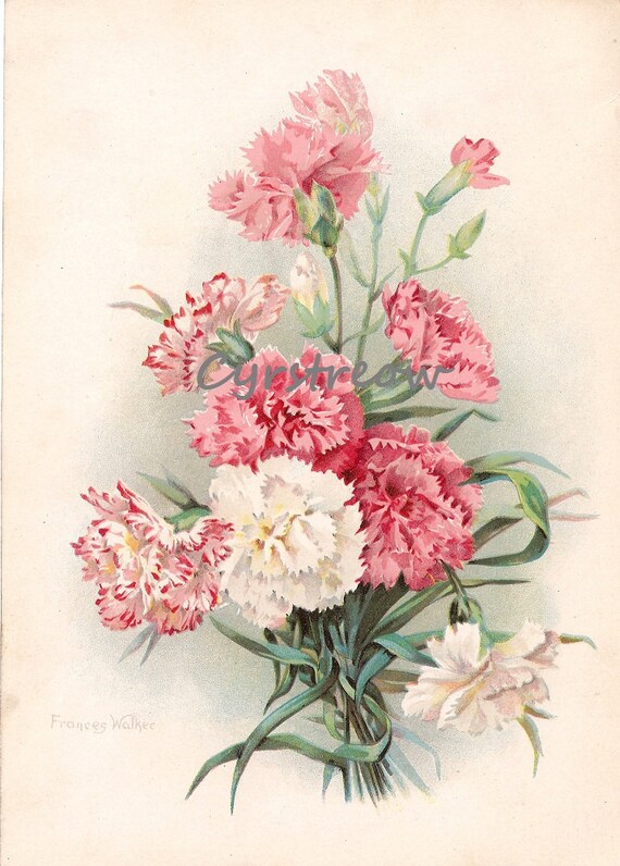 vintage botanical print PINK and WHITE CARNATIONS by cyrstreow