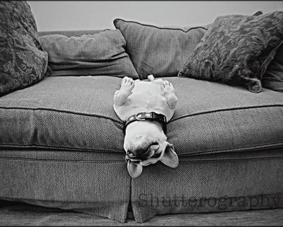 Comfortably Stuck French Bulldog 8x10 print matted to 11x14