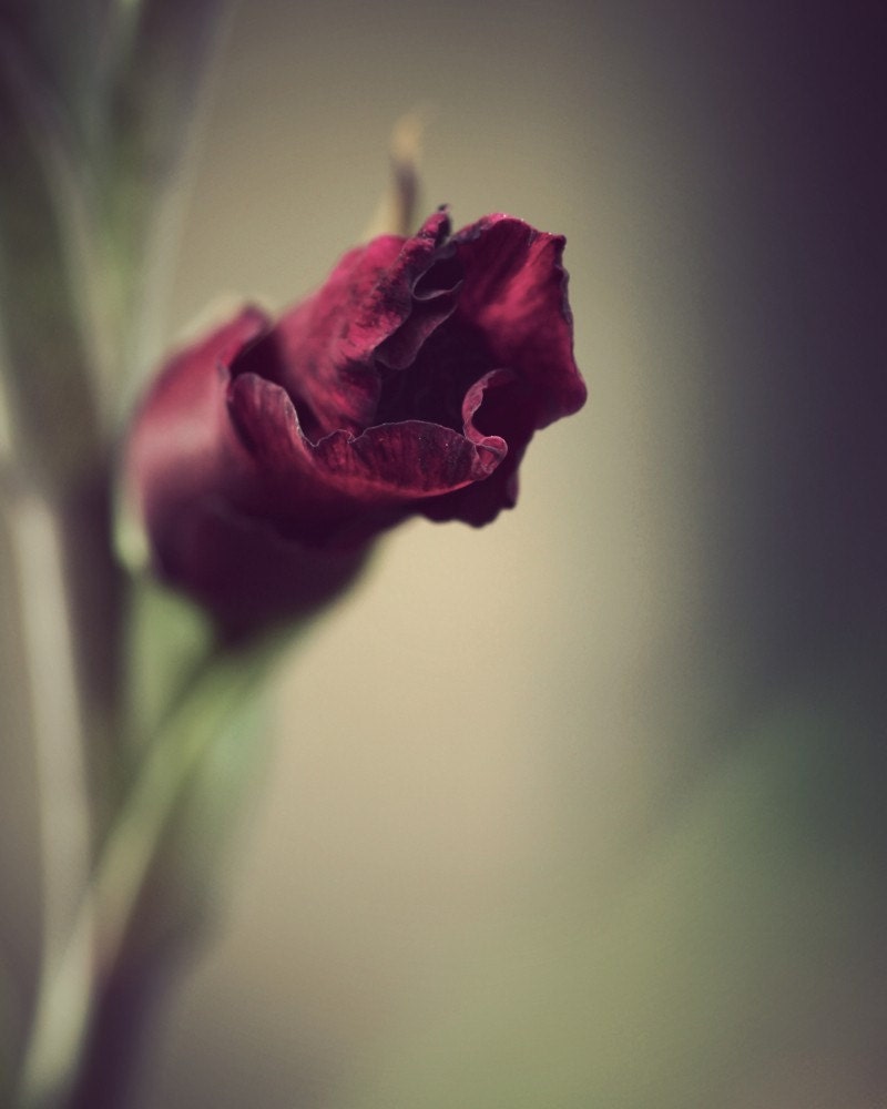 Flower photography red sage green floral print burgundy flower botanical wall art 8x10 flower print floral wall decor