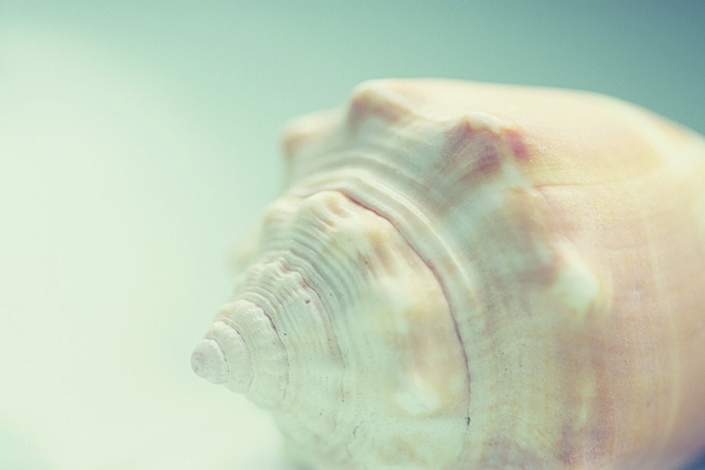 sea shell photography shell wall art coastal home decor shabby beach cottage art fine art sea shell photograph 8x10 shell print