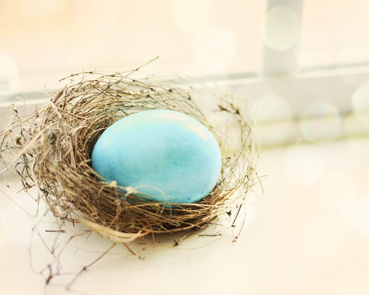 bird nest photography print boy baby shower ideas blue cream wall art boy nursery decor fine art still life