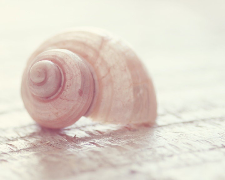seashell photography pink sea shell picture pink white coastal wall art beach cottage decor pink shell art