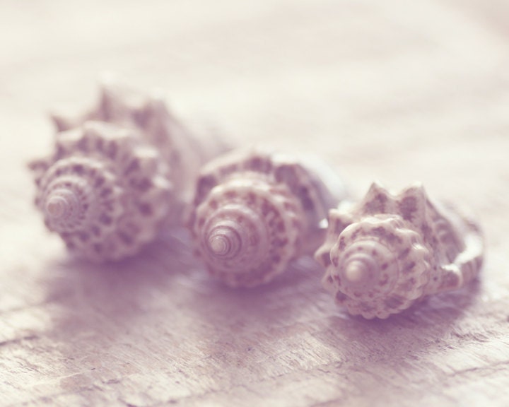 Seashells Photography