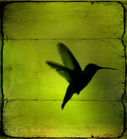 hummingbird behind the blinds on Neon Green giclee 8x8 - CheyAnneSexton