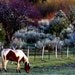 Pinto Pony after a spring snowstorm in the Meadow panoramic photograph 5x10
