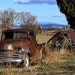 Old Golden Brown Chevy Pickup in field and Old Barn too photograph 8x10