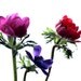 Metallic Purple Red and Fushica Pink Anemones Print - Fine Art Decor - Photographic Metallic Print - Three Flowers Silhouettes