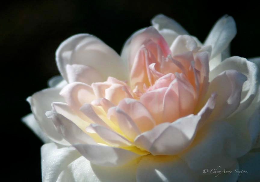 Valentine Rose Art - Dusted Rose photograph print 8x10