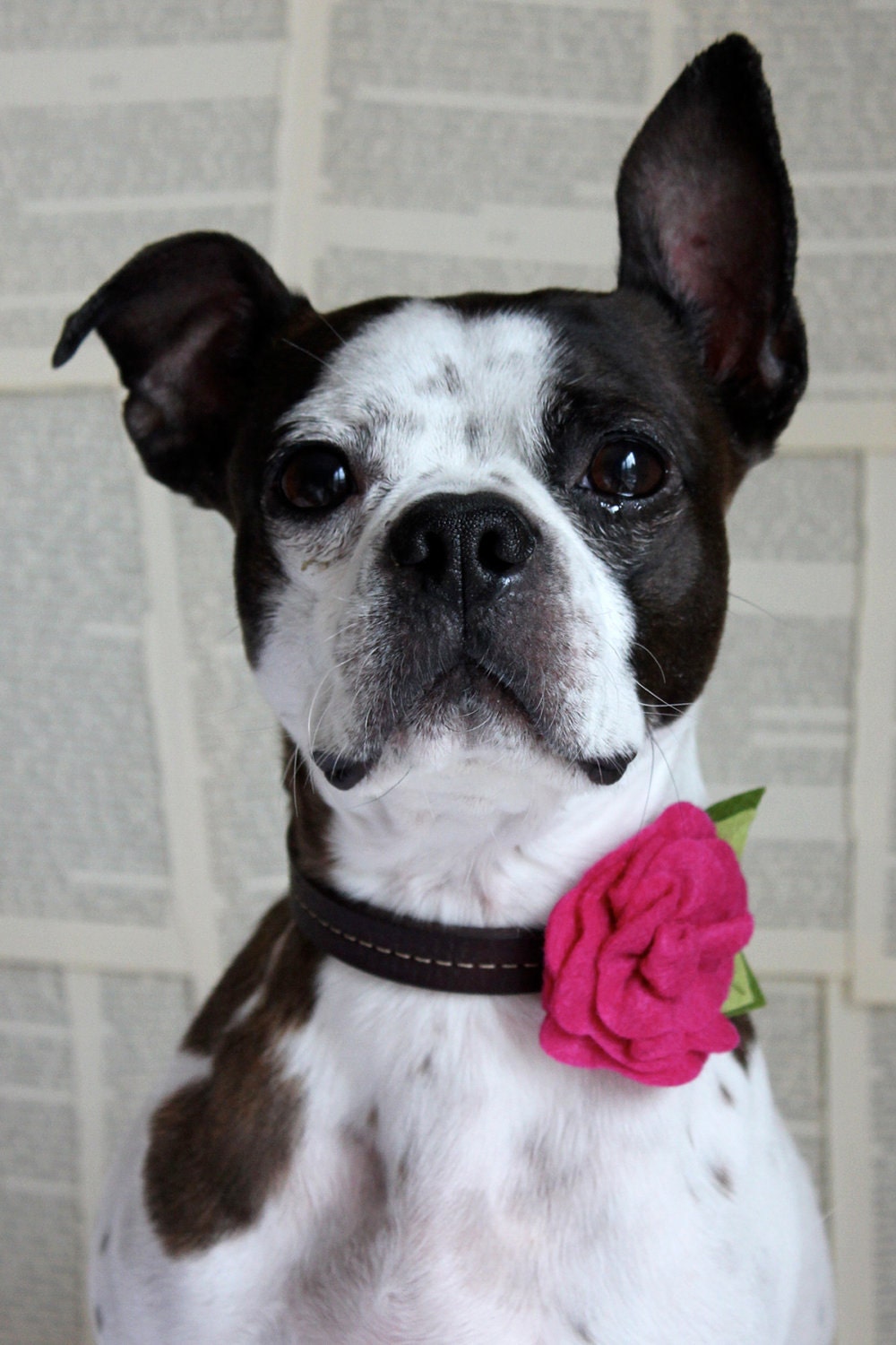 RESERVED Listing for Jackiemariee - Bright Pink Felt Flower Dog Collar Accessory