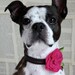 RESERVED Listing for Jackiemariee - Bright Pink Felt Flower Dog Collar Accessory