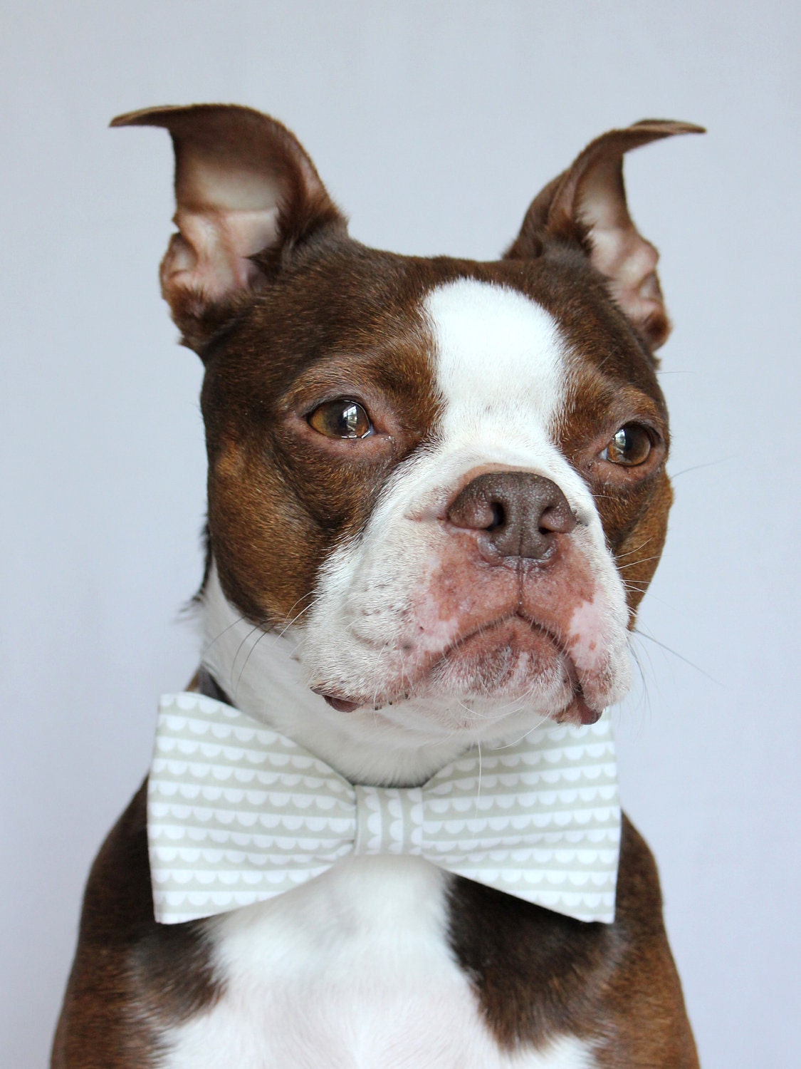 Grey and White Scalloped Striped Dog Bow-tie - Wedding Accessories for Dogs