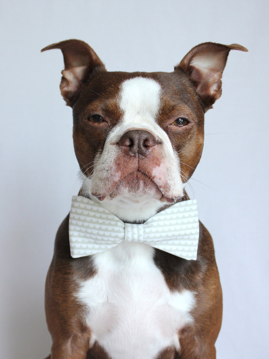 Grey and White Scalloped Striped Dog Bow-tie - Wedding Accessories for Dogs