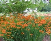 Crocosmia Bright Orange Red - Easy Care Perennial - 50 Bulbs