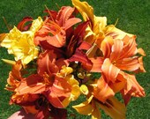 DAYLILY MIXED LOT-HEALTHY DIVISIONS-GORGEOUS MIX