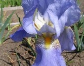 Heirloom Beautiful Iris- CATERINA