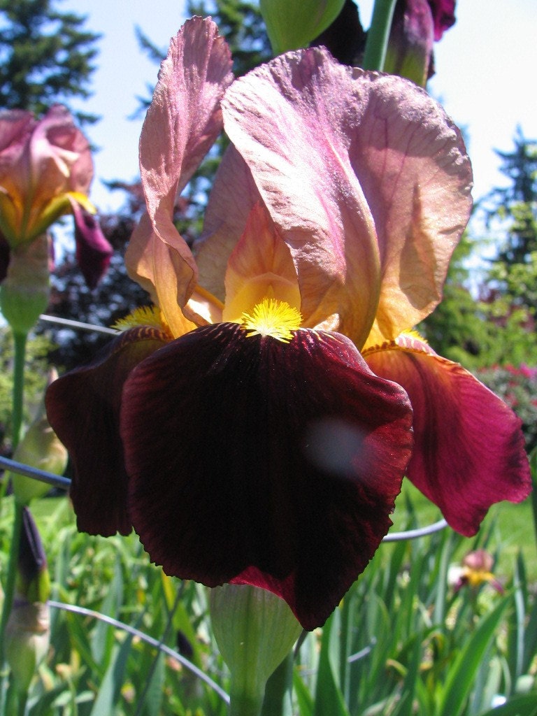 Beautiful Heirloom Iris-DAUNTLESS 2 Rhizomes