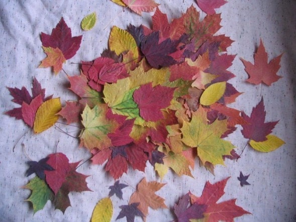 Fall Leaves Real Pressed Dried-Fall Wedding Decorations