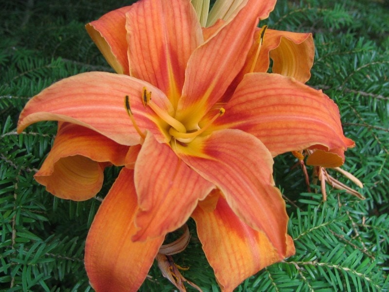 Items similar to Daylily Kwanso Kwanzo Double to Triple Flowers Healthy
