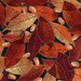 Woodland Leaves - Seattle Bay Fabrics - Destash sale - 1 yard plus - More Available
